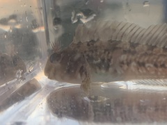 Hypsoblennius gilberti