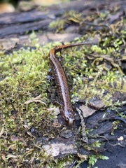 Desmognathus aeneus