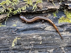 Desmognathus aeneus