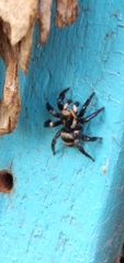 Corythalia argentinensis