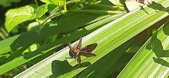 Lepidoptera