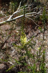 Calytrix acutifolia