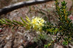 Calytrix acutifolia