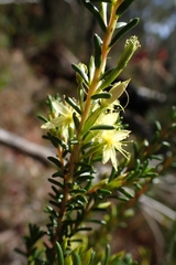 Calytrix acutifolia