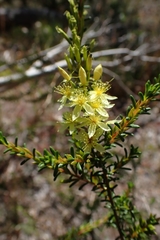 Calytrix acutifolia