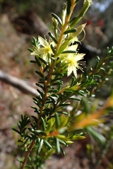 Calytrix acutifolia