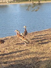 Dendrocygna autumnalis