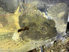 Artedius notospilotus