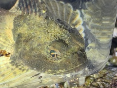 Artedius notospilotus