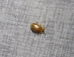 Walterianella sublineata