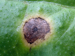 Ramularia helminthiae