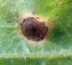 Ramularia helminthiae