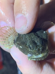 Artedius notospilotus