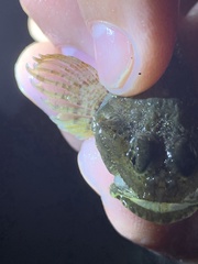 Artedius notospilotus