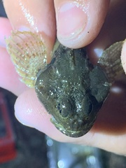 Artedius notospilotus