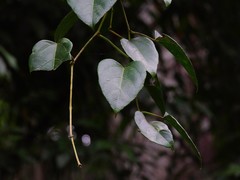 Cissus vinosa