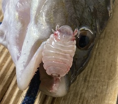 Cymothoa exigua