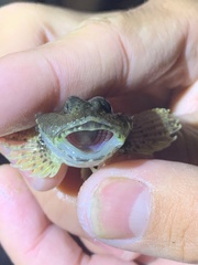 Artedius notospilotus