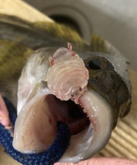 Cymothoa exigua