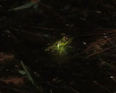Lithobates lenca