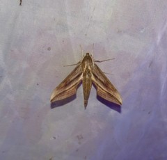 Xylophanes katharinae