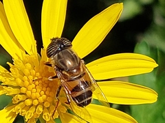 Eristalinus taeniops