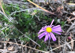 Olearia ciliata