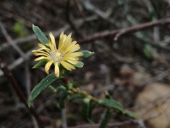 Delosperma parviflorum