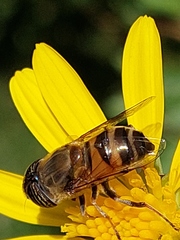 Eristalinus taeniops