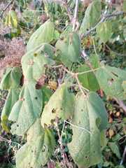 Heliocarpus americanus