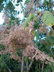 Heliocarpus americanus