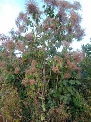 Heliocarpus americanus