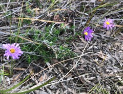 Olearia ciliata