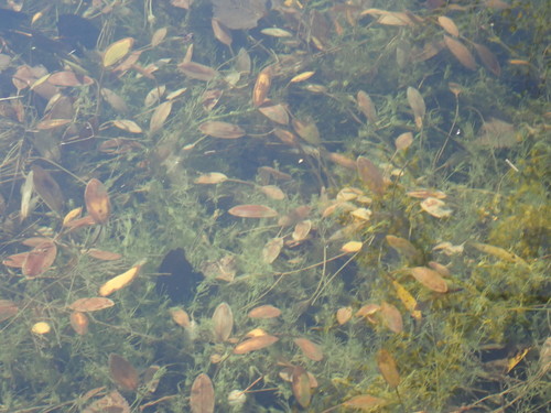 Potamogeton gramineus iNat (1)