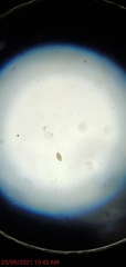 Trichuris vulpis