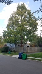 Metasequoia glyptostroboides