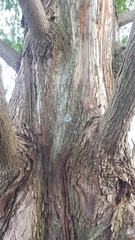 Metasequoia glyptostroboides