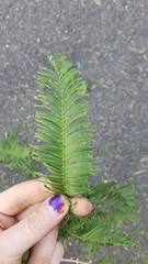 Metasequoia glyptostroboides
