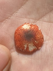 Lepiota flammeotincta