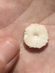 Lepiota flammeotincta