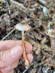 Lepiota flammeotincta