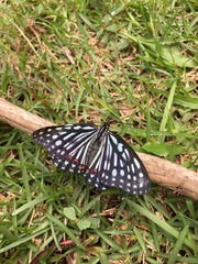 Hestina assimilis formosana