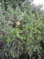 Podopterus mexicanus