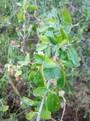 Podopterus mexicanus