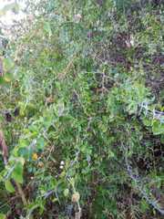 Podopterus mexicanus