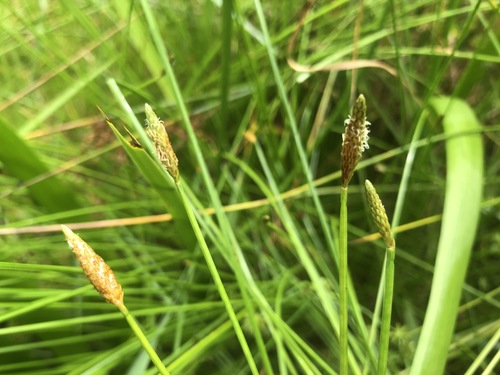 Eleocharis tetraquetra iNat (3)