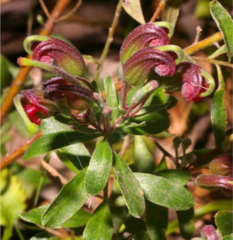 Grevillea masonii