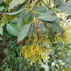 Palicourea lineariflora