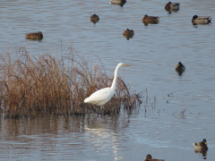 Ardea alba