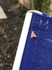 Pyrausta inornatalis
